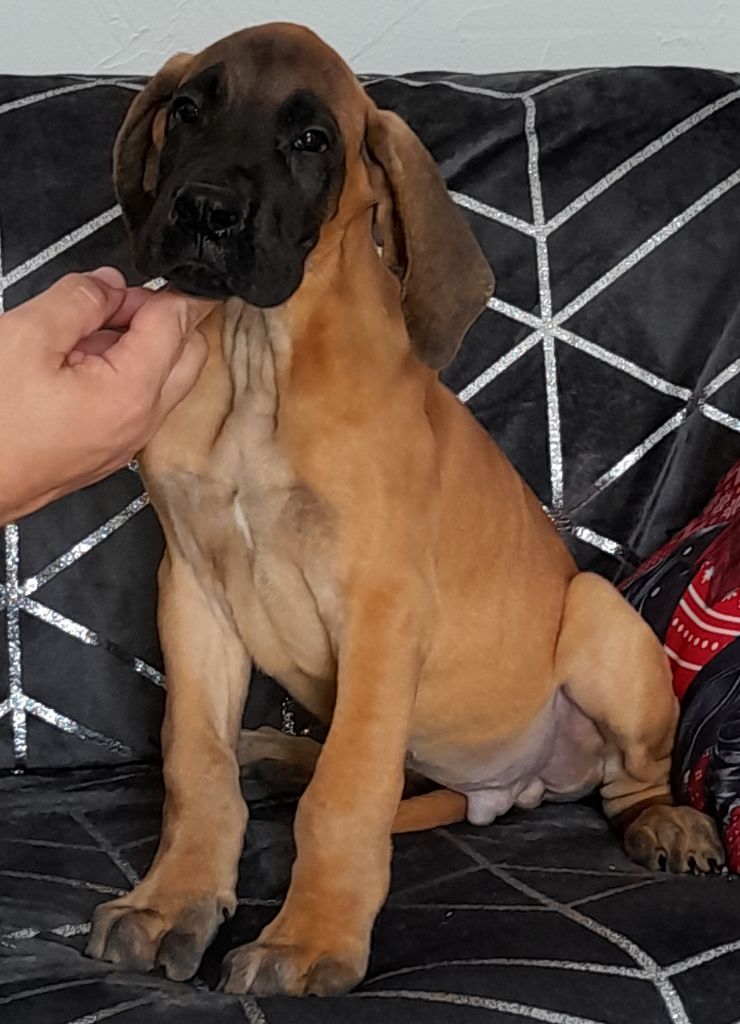 chiot Dogue allemand Des Gardiens Des Vanneaux