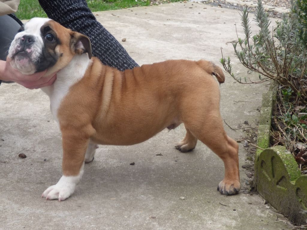 Des Gardiens Des Vanneaux - Bulldog Anglais - Portée née le 03/11/2019