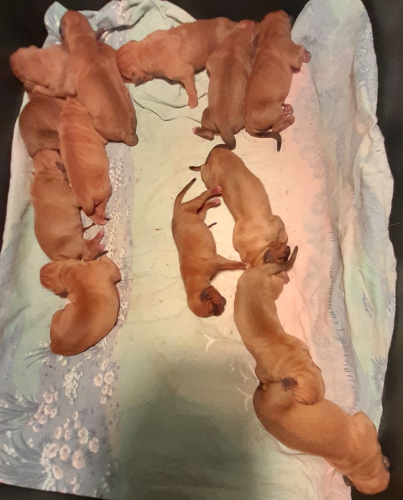 Des Gardiens Des Vanneaux - Dogue de Bordeaux - Portée née le 30/07/2022