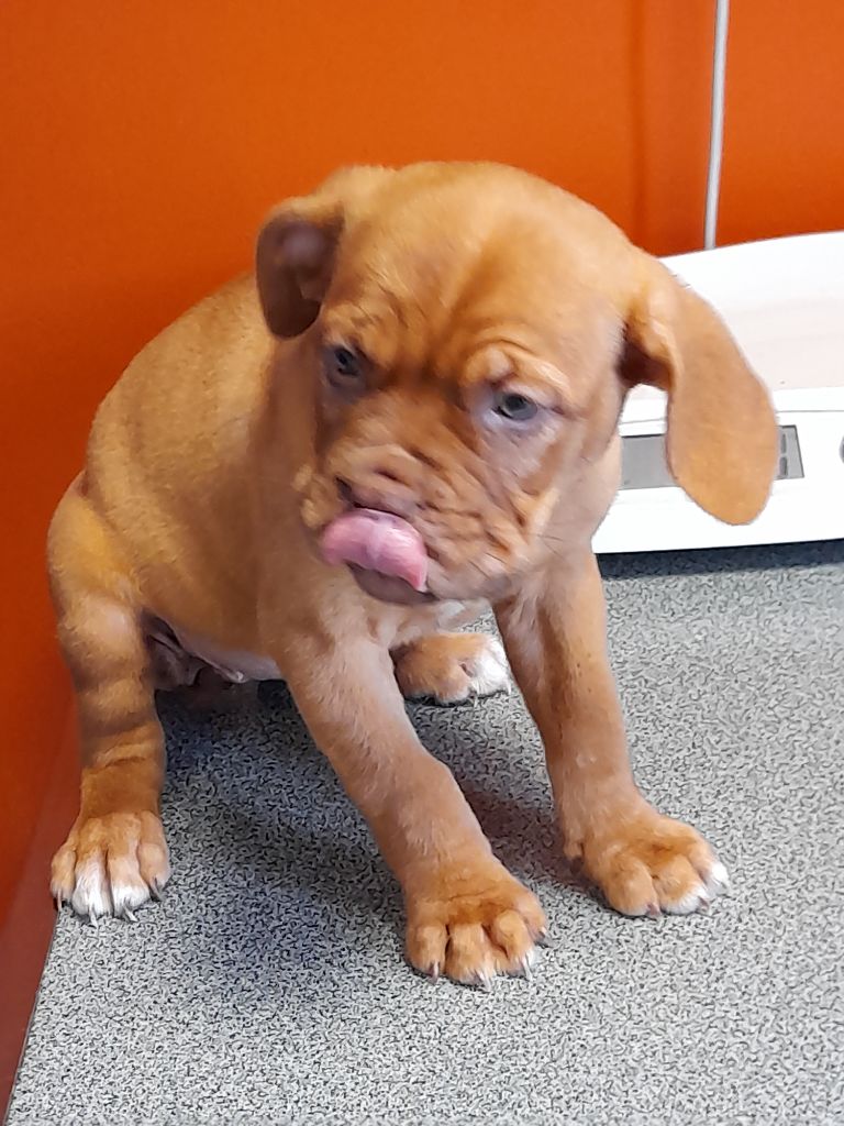 Des Gardiens Des Vanneaux - Dogue de Bordeaux - Portée née le 16/02/2023
