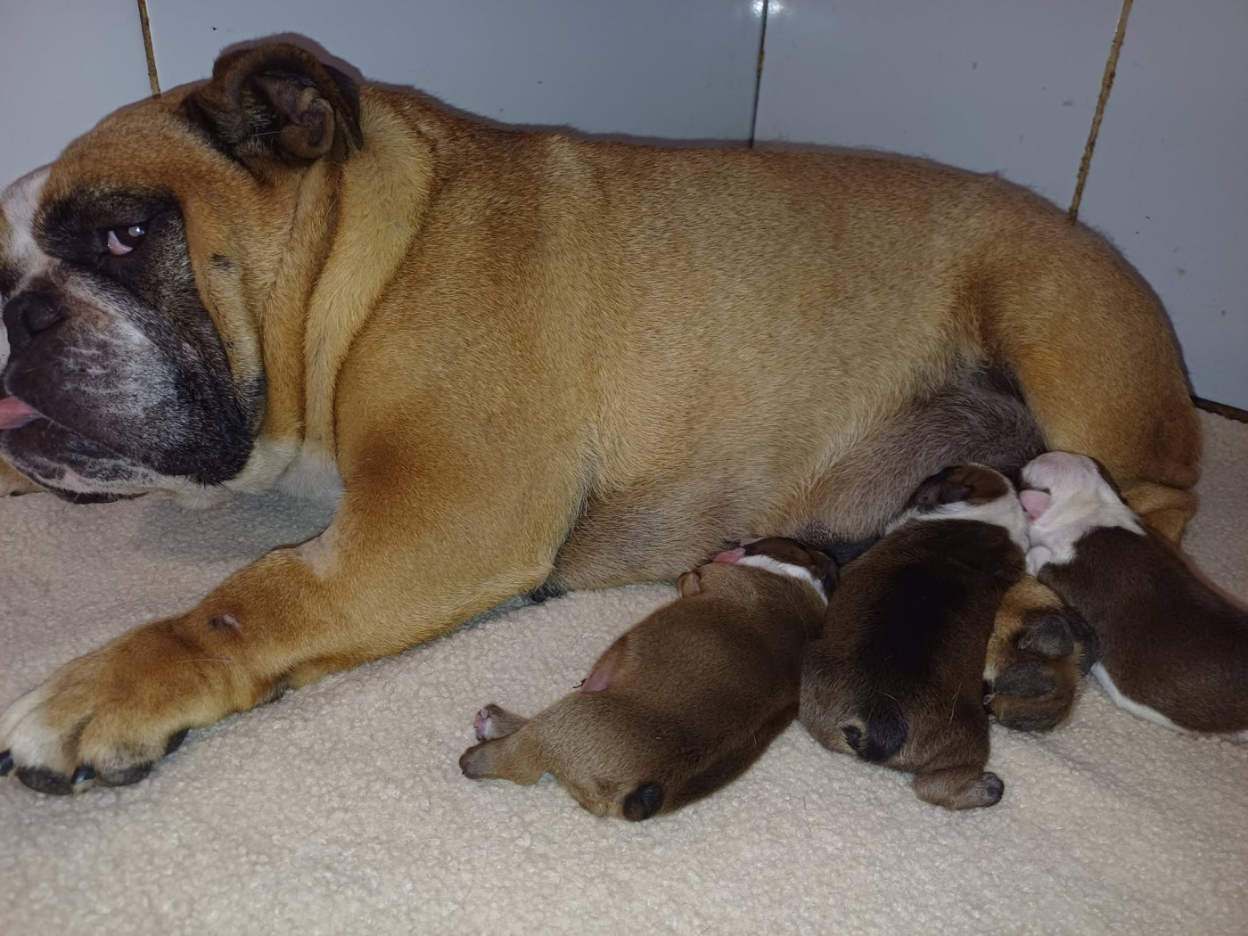 Chiot Bulldog Anglais Des Gardiens Des Vanneaux