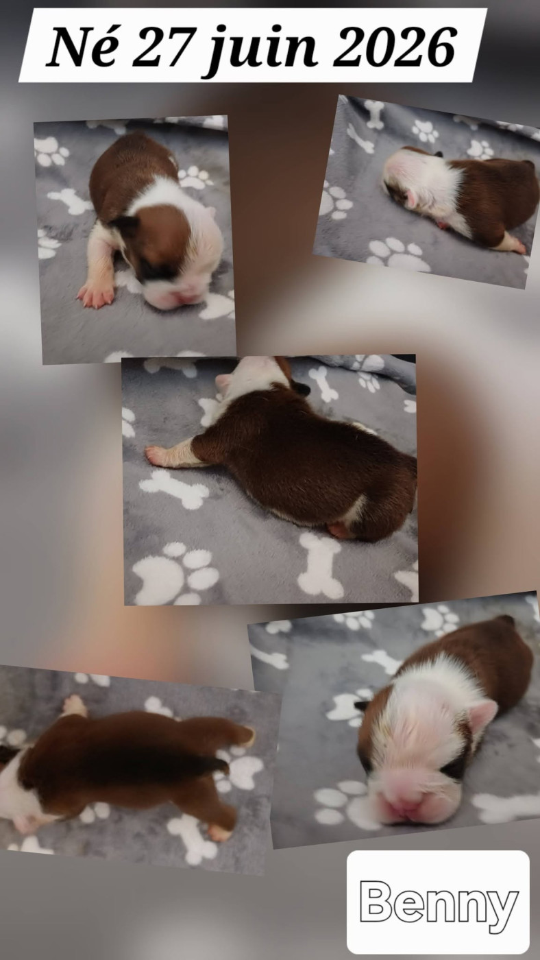 Des Gardiens Des Vanneaux - Chiots disponibles - Bulldog Anglais