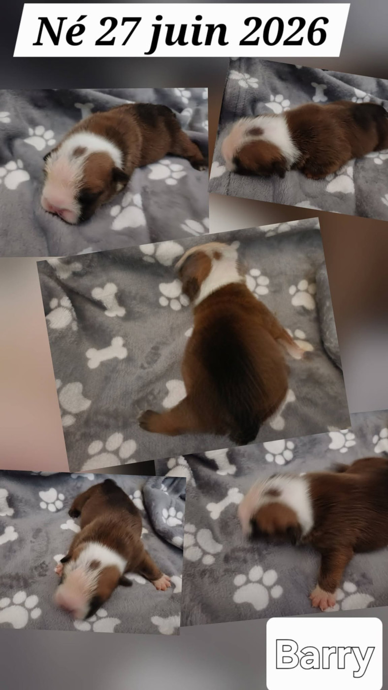 Des Gardiens Des Vanneaux - Chiots disponibles - Bulldog Anglais