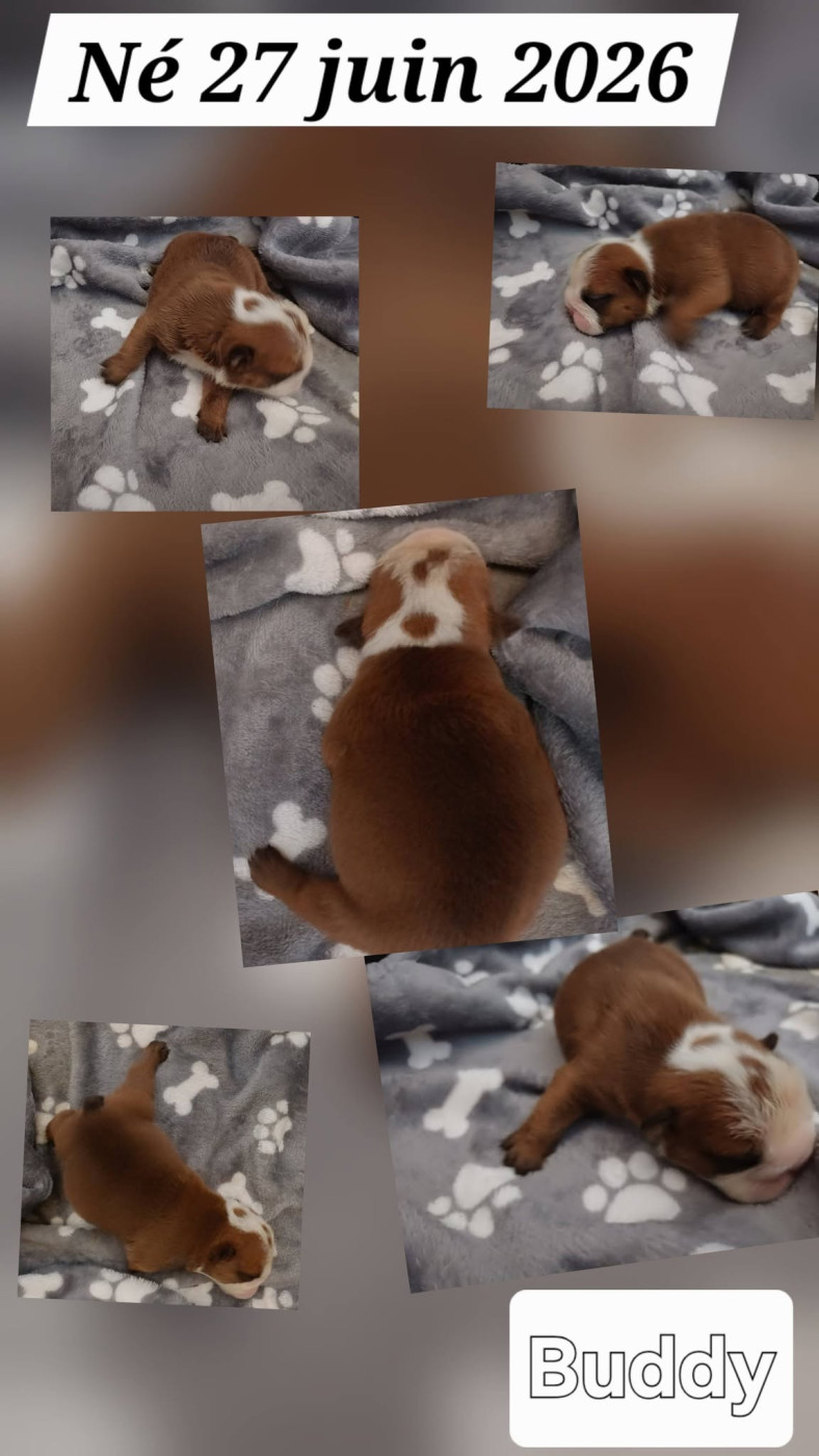 Des Gardiens Des Vanneaux - Chiots disponibles - Bulldog Anglais
