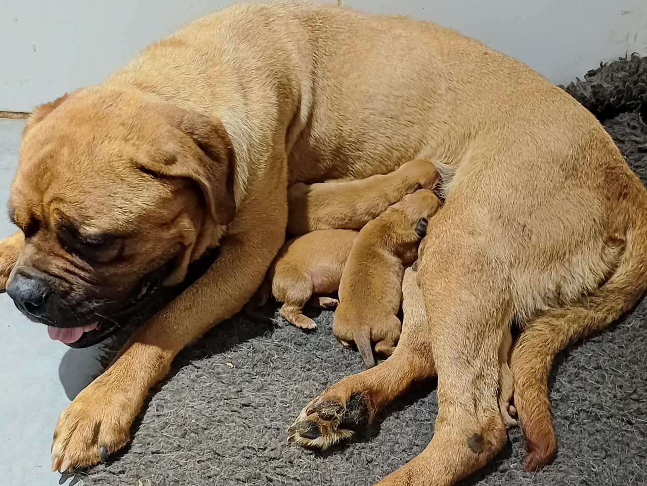 Chiot Dogue de Bordeaux Des Gardiens Des Vanneaux