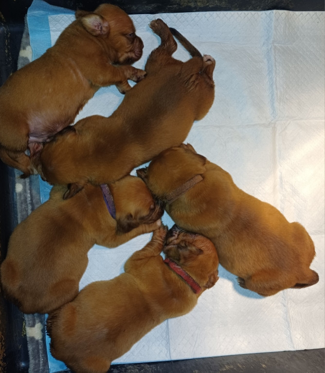 Des Gardiens Des Vanneaux - Chiots disponibles - Dogue de Bordeaux