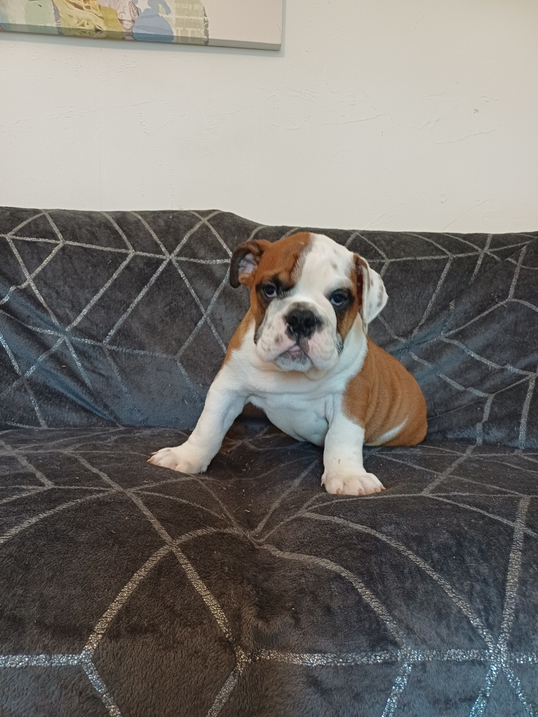 Des Gardiens Des Vanneaux - Chiots disponibles - Bulldog Anglais