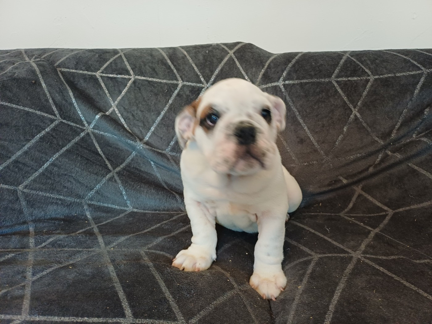 Des Gardiens Des Vanneaux - Chiots disponibles - Bulldog Anglais