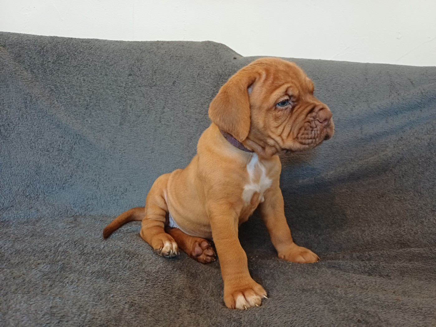 Des Gardiens Des Vanneaux - Chiots disponibles - Dogue de Bordeaux