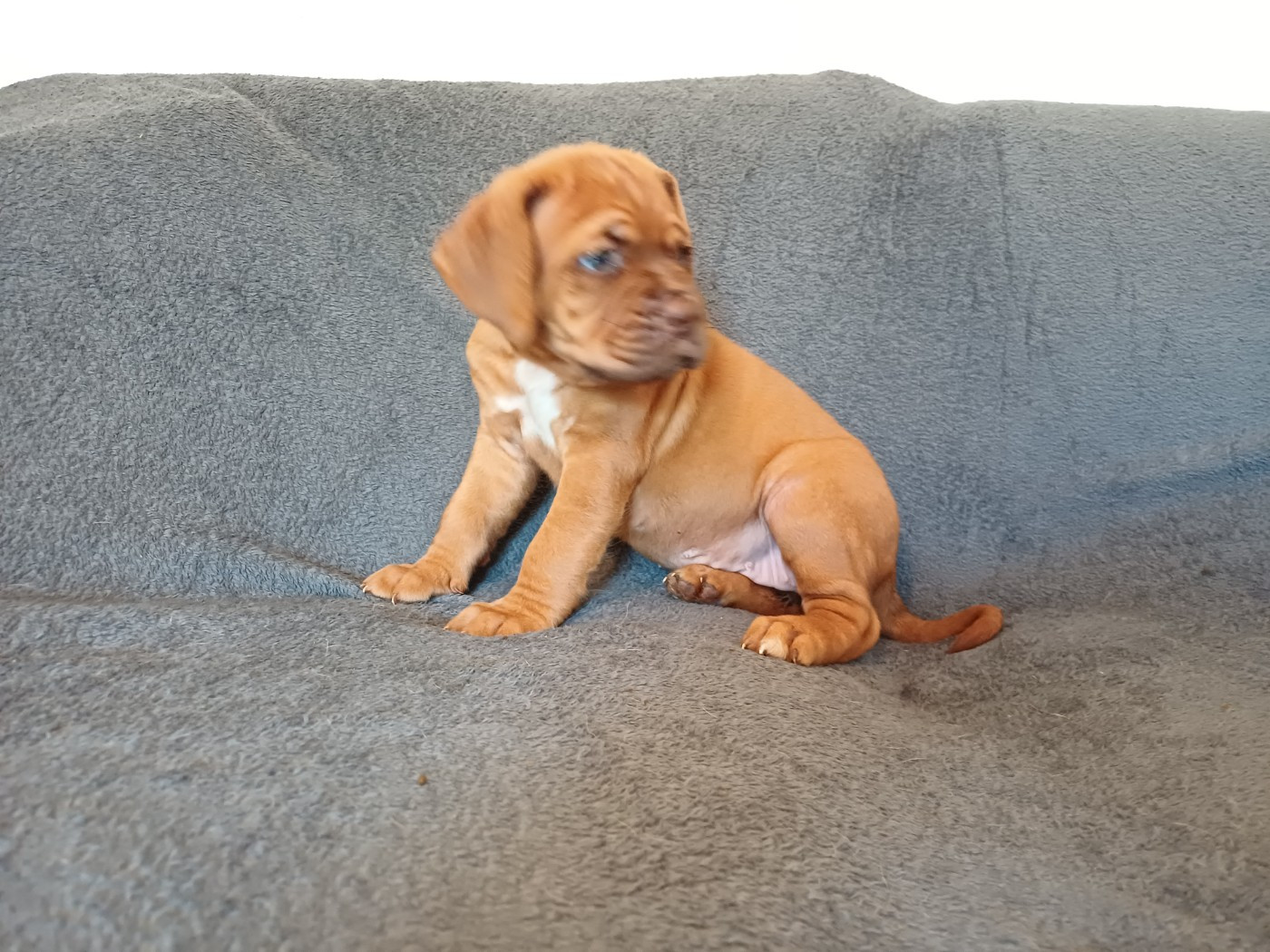 Des Gardiens Des Vanneaux - Chiots disponibles - Dogue de Bordeaux