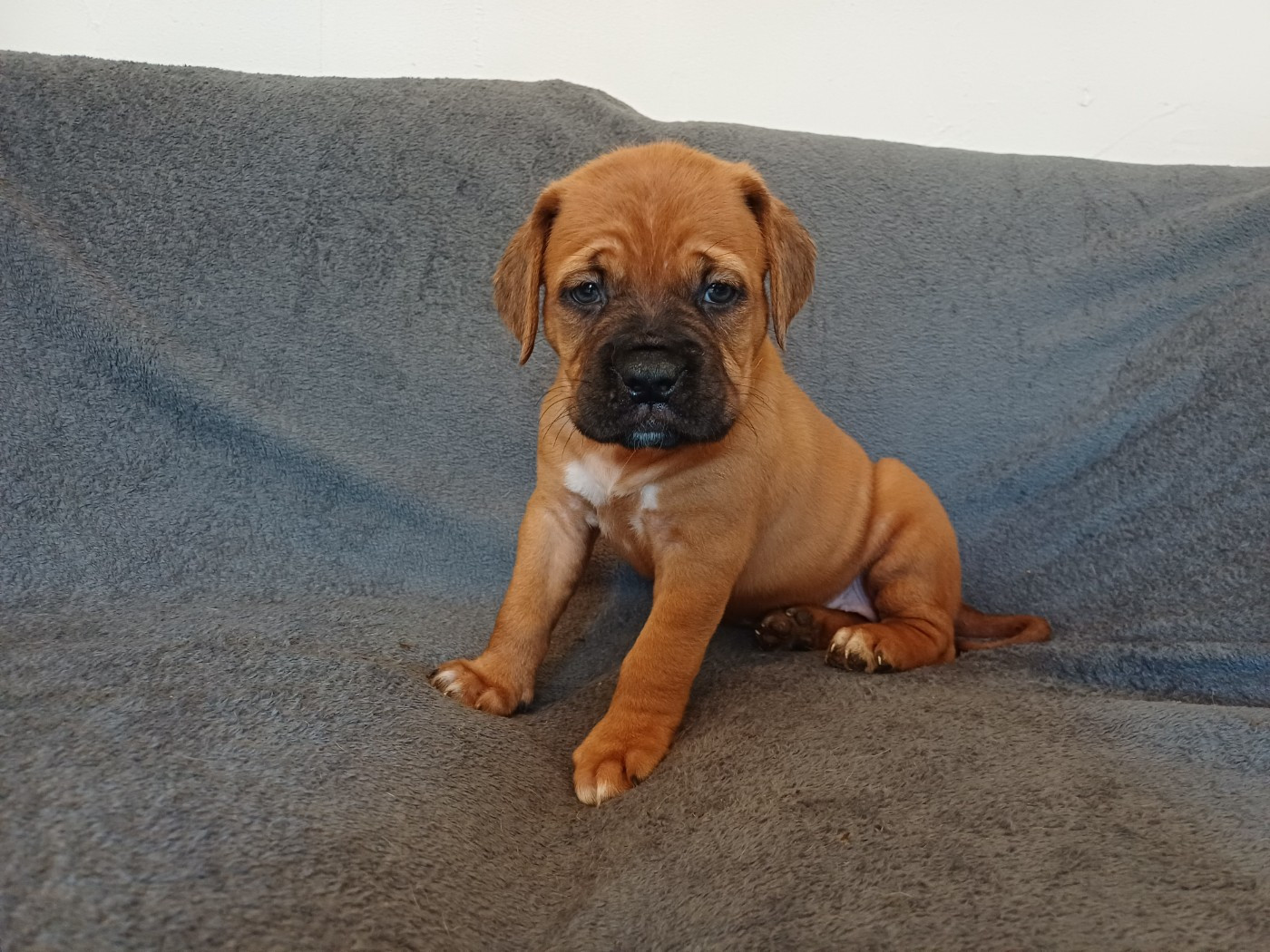 Des Gardiens Des Vanneaux - Chiots disponibles - Dogue de Bordeaux