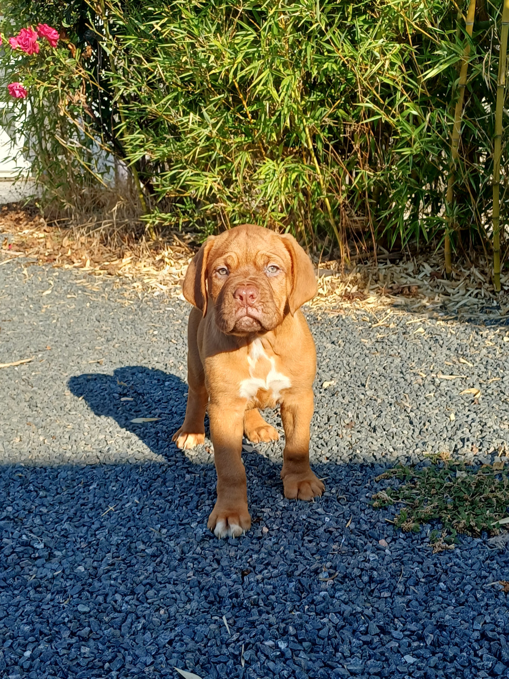 Des Gardiens Des Vanneaux - Chiots disponibles - Dogue de Bordeaux