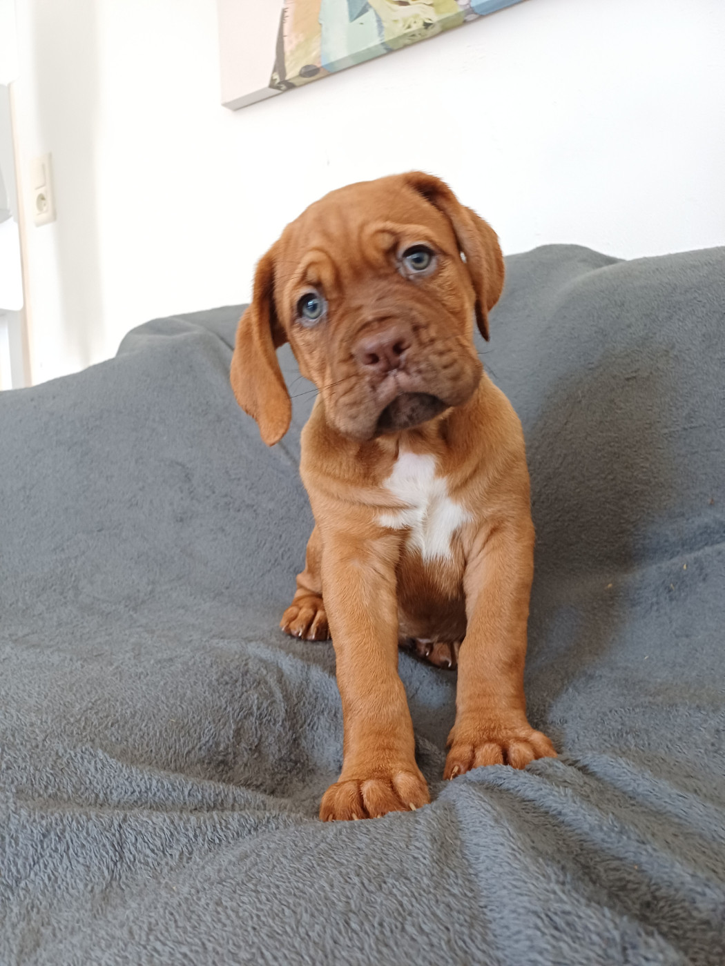 Des Gardiens Des Vanneaux - Chiots disponibles - Dogue de Bordeaux