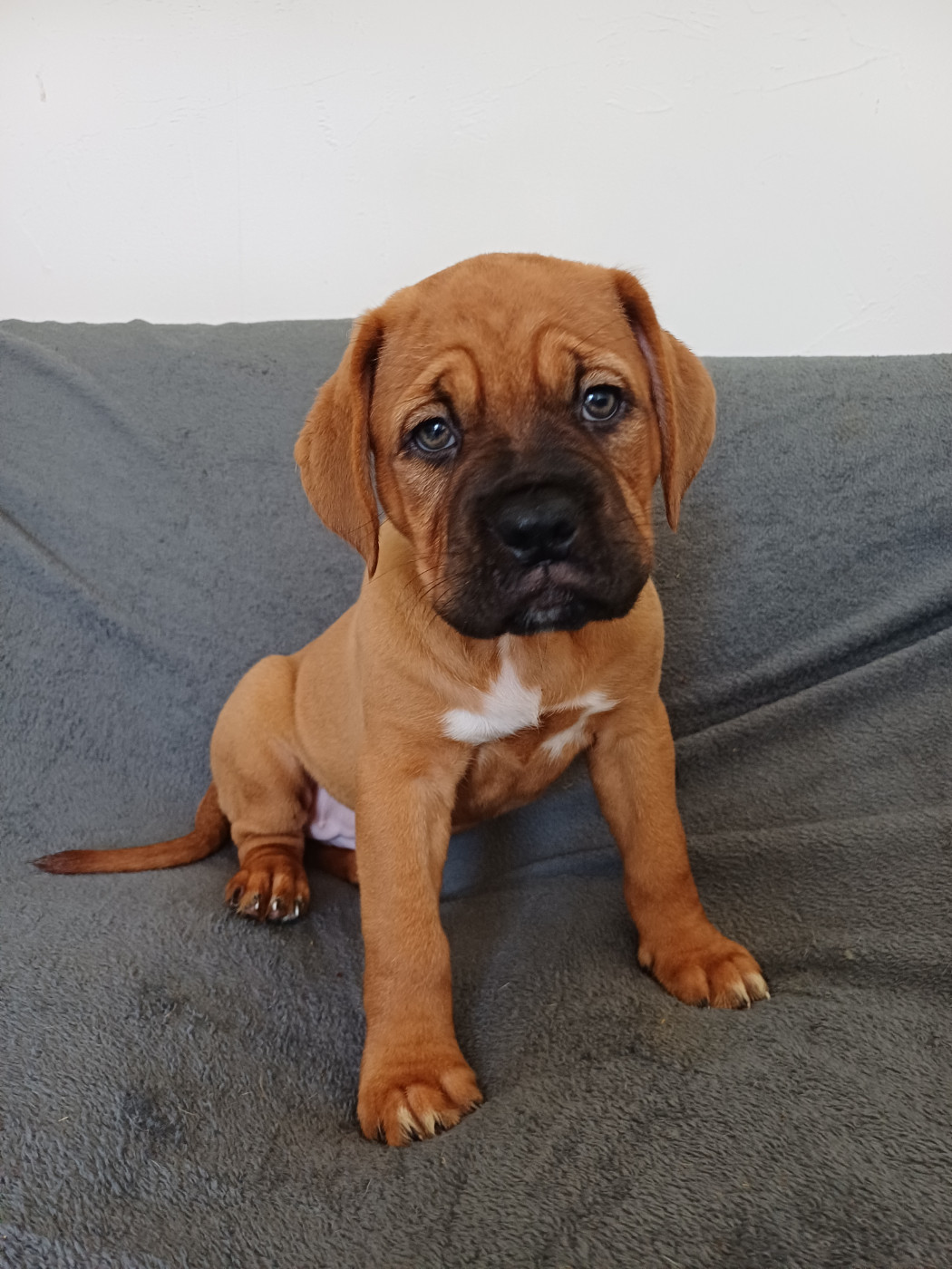 Des Gardiens Des Vanneaux - Chiots disponibles - Dogue de Bordeaux
