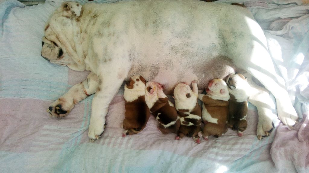 Des Gardiens Des Vanneaux - Bulldog Anglais - Portée née le 13/04/2020