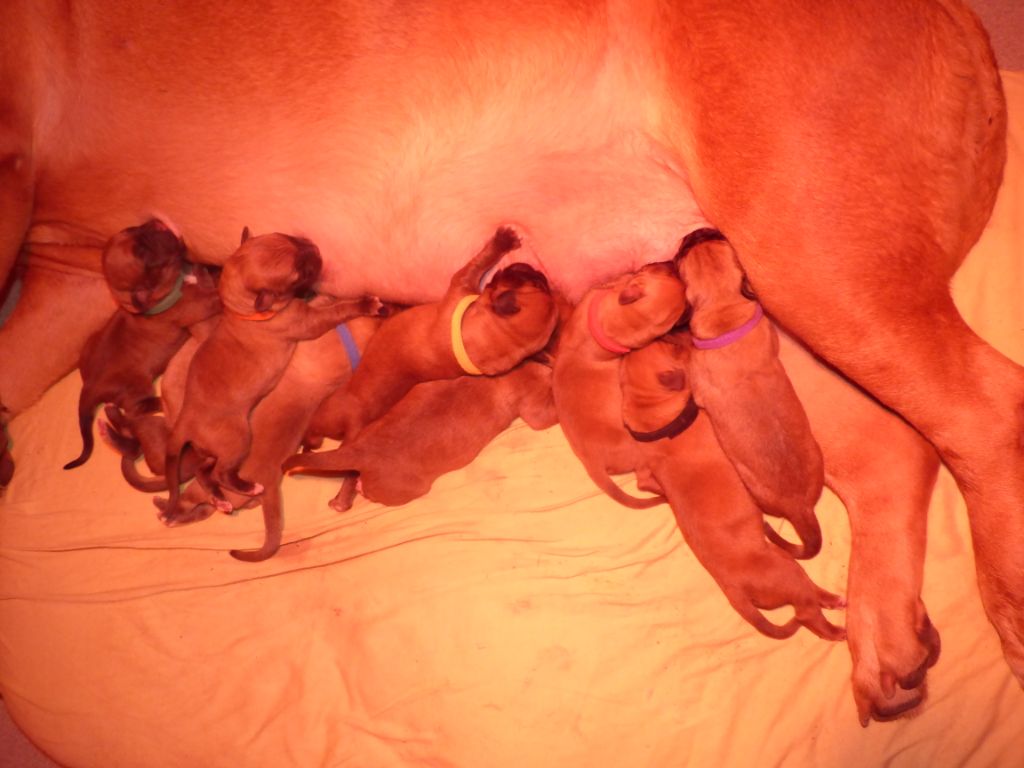 Des Gardiens Des Vanneaux - Dogue de Bordeaux - Portée née le 27/09/2020