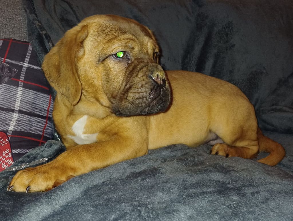 Des Gardiens Des Vanneaux - Dogue de Bordeaux - Portée née le 28/10/2023