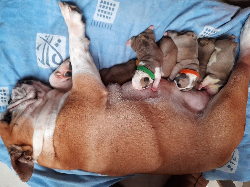 Des Gardiens Des Vanneaux - Bulldog Anglais - Portée née le 21/11/2020