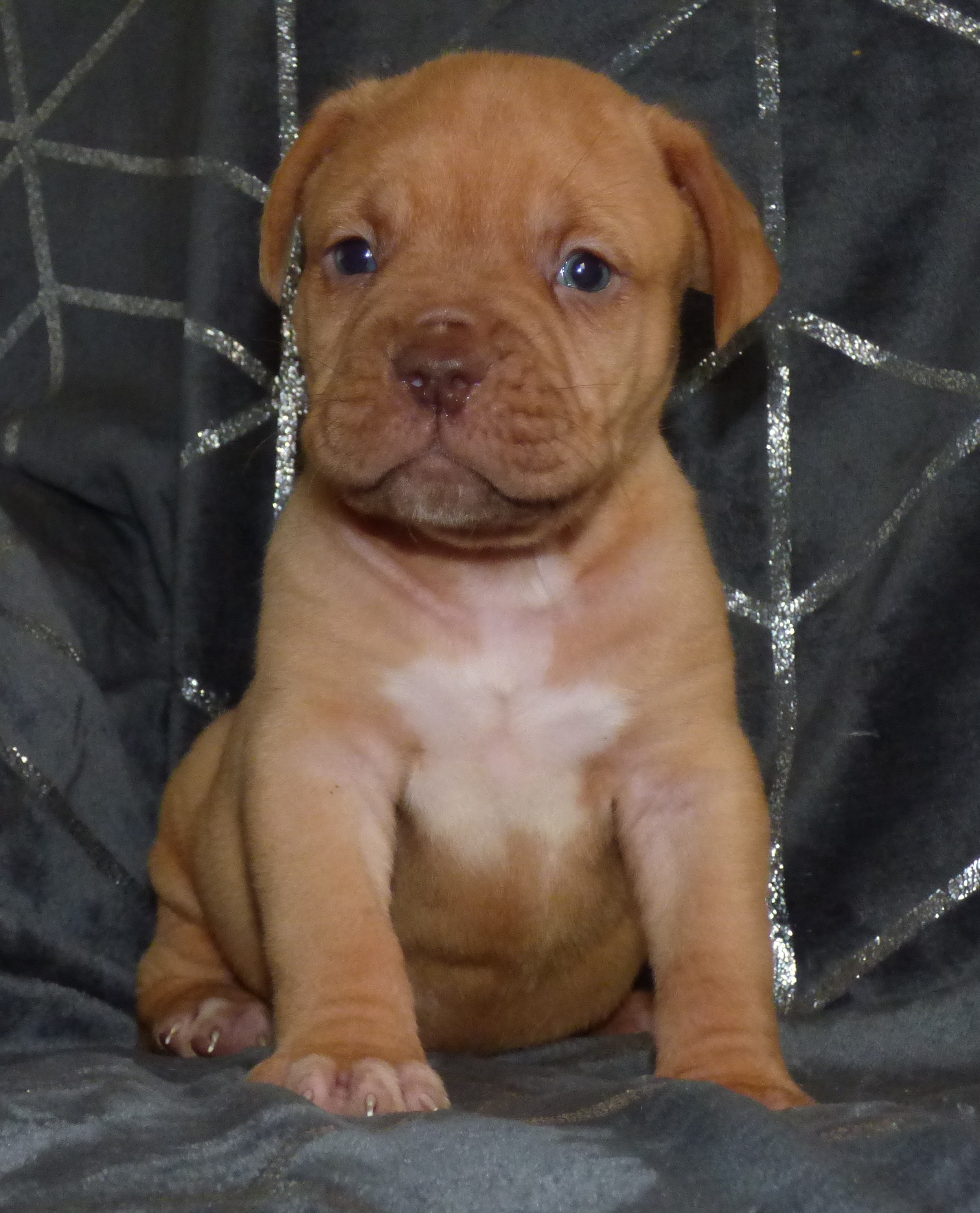 Des Gardiens Des Vanneaux - Dogue de Bordeaux - Portée née le 07/10/2023