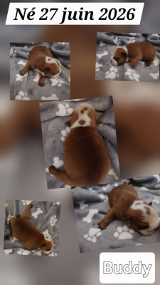 BUDDY