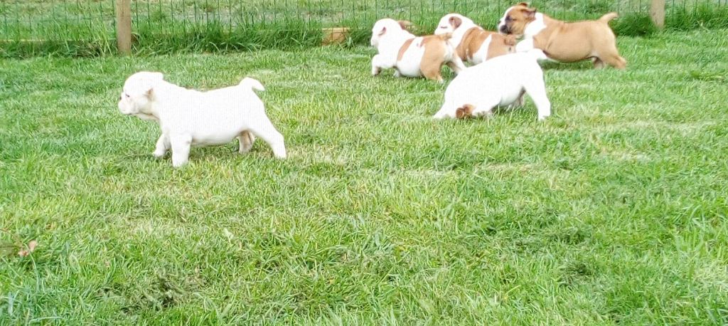 Des Gardiens Des Vanneaux - Bulldog Anglais - Portée née le 21/03/2019