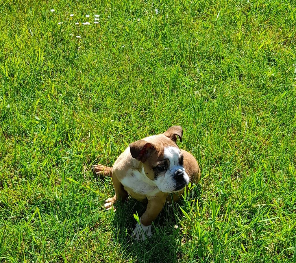 Des Gardiens Des Vanneaux - Bulldog Anglais - Portée née le 22/02/2021