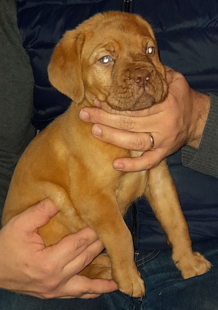 Des Gardiens Des Vanneaux - Dogue de Bordeaux - Portée née le 29/11/2020