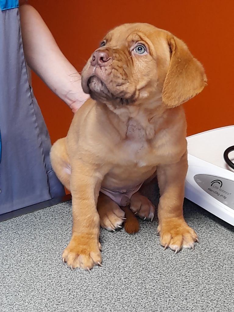 Des Gardiens Des Vanneaux - Dogue de Bordeaux - Portée née le 16/02/2023